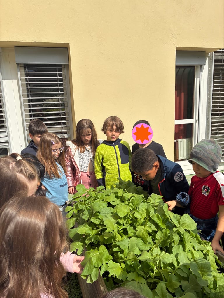 Kinder stehen vor einem Hochbeet, in dem Radieschen reif zum Ernten sind